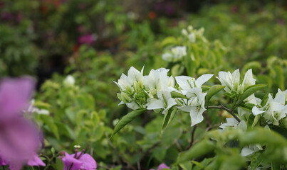 A picture of a beautiful Bougainvillea or Buttiana Flower plant in White colors in the tropical 
climates of India.