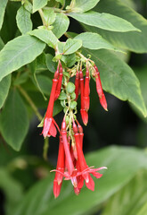 フクシア・ボリビアナ