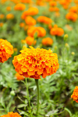 A Close up view picture of a Beautiful 'Tagetes erecta' or Marigold flower focused at center against a blur background in India.
