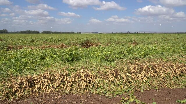 Peanuts in a field in harvest and peanut collection