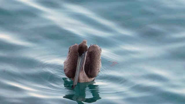 Wildlife in Super Slow Moton 4K 120fps: Brown Pelican bird in the Caribbean Ocean around Curacao