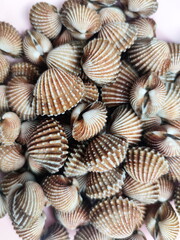 Tegillarca granosa or also known as a cockle , Blood clam. Close Up Shot. After Cooked. With Thai Spicy Seafood Sauce. Popular Thai Food.