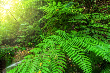 Tropical rainforest in the rainy season during sunrise.