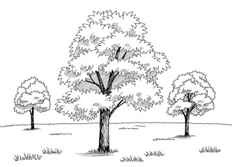Maple tree grove graphic black white landscape sketch illustration vector 