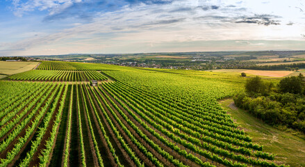 Aerial / Drone panorama of vineyard and agricultural fields in Rheinhessen Germany close to...
