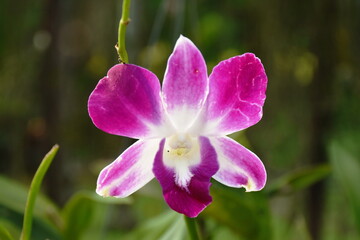 Dendrobium orchid blooming on branch in garden