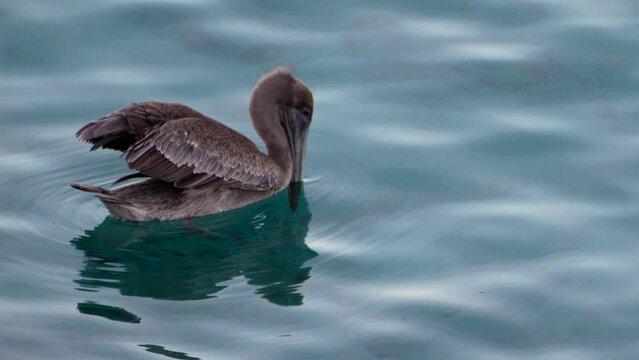 Wildlife in Super Slow Moton 4K 120fps: Brown Pelican bird in the Caribbean Ocean around Curacao