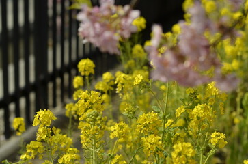 京都　淀水路の河津桜と菜の花