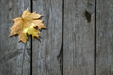 Naklejka na ściany i meble Yellow maple leaf on the background of old boards. A maple leaf lies on a plank floor in autumn. Background from vertical boards, top view.