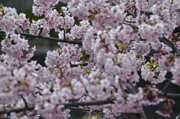 京都　淀水路の河津桜とメジロ