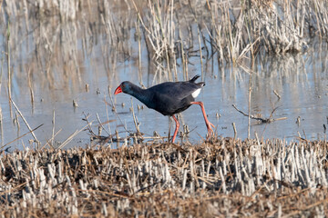 Western Swamphen in Parc National del Hondo Spain.