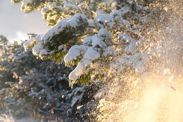 Snow spruce icicle. Winter natural background. The bright sun highlights the fragile icicle. The concept of melting snow, warm spring rays. Snow-covered fir branches in close-up on a blurry background