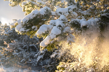 Snow spruce icicle. Winter natural background. The bright sun highlights the fragile icicle. The concept of melting snow, warm spring rays. Snow-covered fir branches in close-up on a blurry background