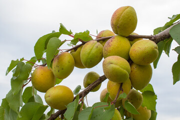 green apricots ripen