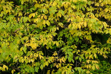 yellow leaves background