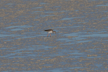 Spotted redshank in El Fondo national park Spain.