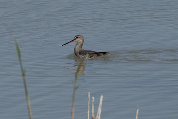 Spotted redshank in El Fondo national park Spain.