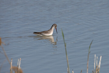 Spotted redshank in El Fondo national park Spain.