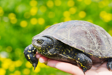 The woman is holding a small turtle in her hand. European pond turtle. Let turtle to nature for making merit.