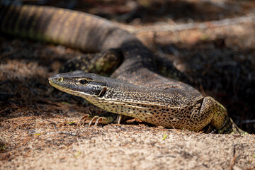 Big Australian lizard on the ground