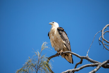 White-bellied sea eagle sitting on a branch