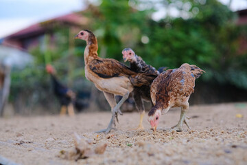 Traditional chicken farm on land in local village of Thailand