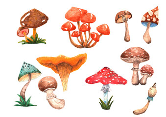 Fototapeta na wymiar Set of autumn mushrooms painted with watercolors