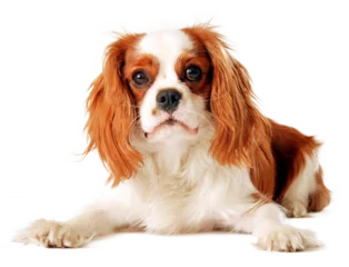 Foto op Aluminium cavalier king charles spaniel, png-bestand © Luciano