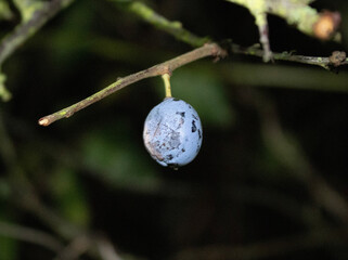Blackthorn berry