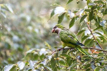 Argentine parrot or green parrot (Myiopsitta monachus) eating seeds from trees in the city of Barcelona