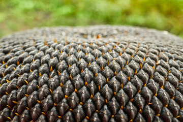sunflower crop close-up 