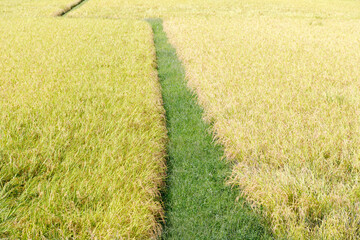 伊那、黄金色に色づきお米の収穫の時を待つ田んぼと畦道