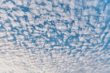Texture of altocumulus fluffy clouds illuminated by sunlight on blue sky
