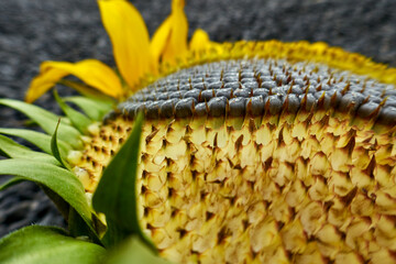 sunflower crop close-up 