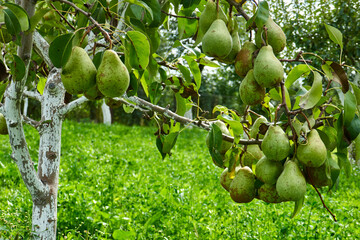 ripe organic pears on the tree