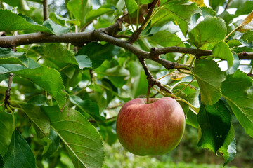 ripe organic apples on tree and grass