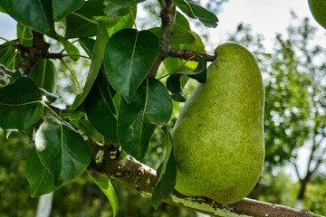 ripe organic pears on the tree
