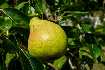 ripe organic pears on the tree