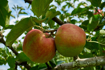 ripe organic apples on tree and grass