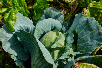 Naklejka premium one cabbage in the field