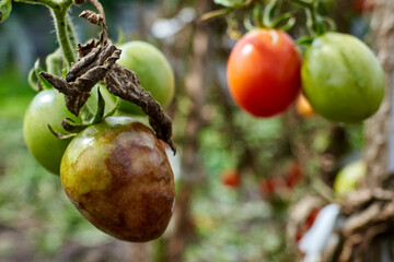ripe and rotten tomatoes on the bush