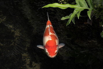 Japanese variegated carps swimming in garden pond