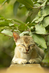 cat on a wall