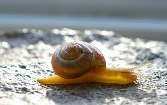 Schleimig 이미지 – 찾아보기 4,674 스톡 사진, 벡터 및 비디오 | Adobe Stock