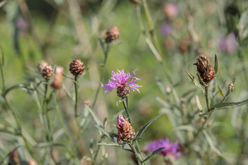 Blossom of brown knapweed (Centaurea jacea) with seed heads and buds.