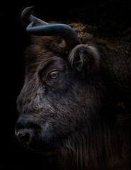 Wisent (Europäischer Bison) im Seitenportrait, Nationalpark in Polen