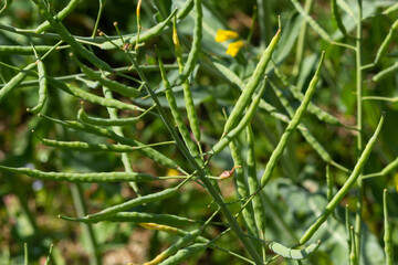 Rapeseed field before harvesting. Brassica napus, oilseed rape