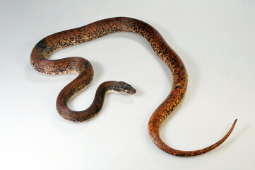 Savu python // Sawu-Python (Liasis mackloti savuensis, Liasis savuensis) - Savu island, Indonesia 