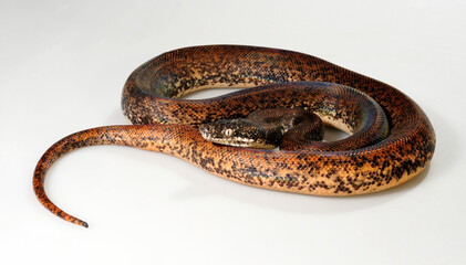 Savu python // Sawu-Python (Liasis mackloti savuensis, Liasis savuensis) - Savu island, Indonesia 