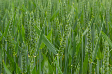 agricultural field where green rye grows, agriculture for obtaining grain crops, rye is young and...